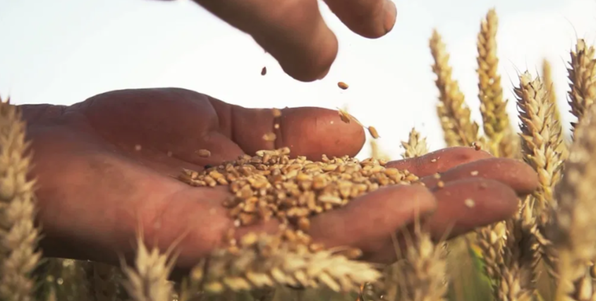 farmers government will start buying wheat