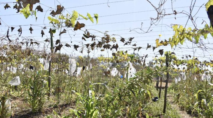 organic-farming-Gujarat-Agriculture