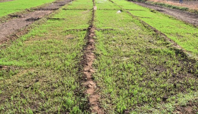 Planting started with natural farming before the monsoon season