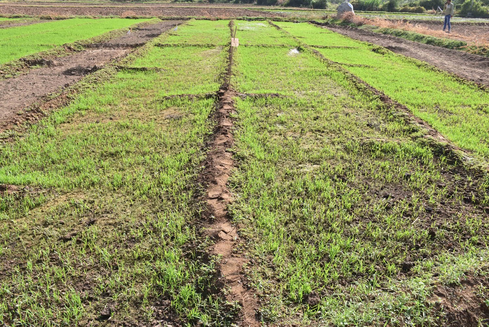 Planting started with natural farming before the monsoon season